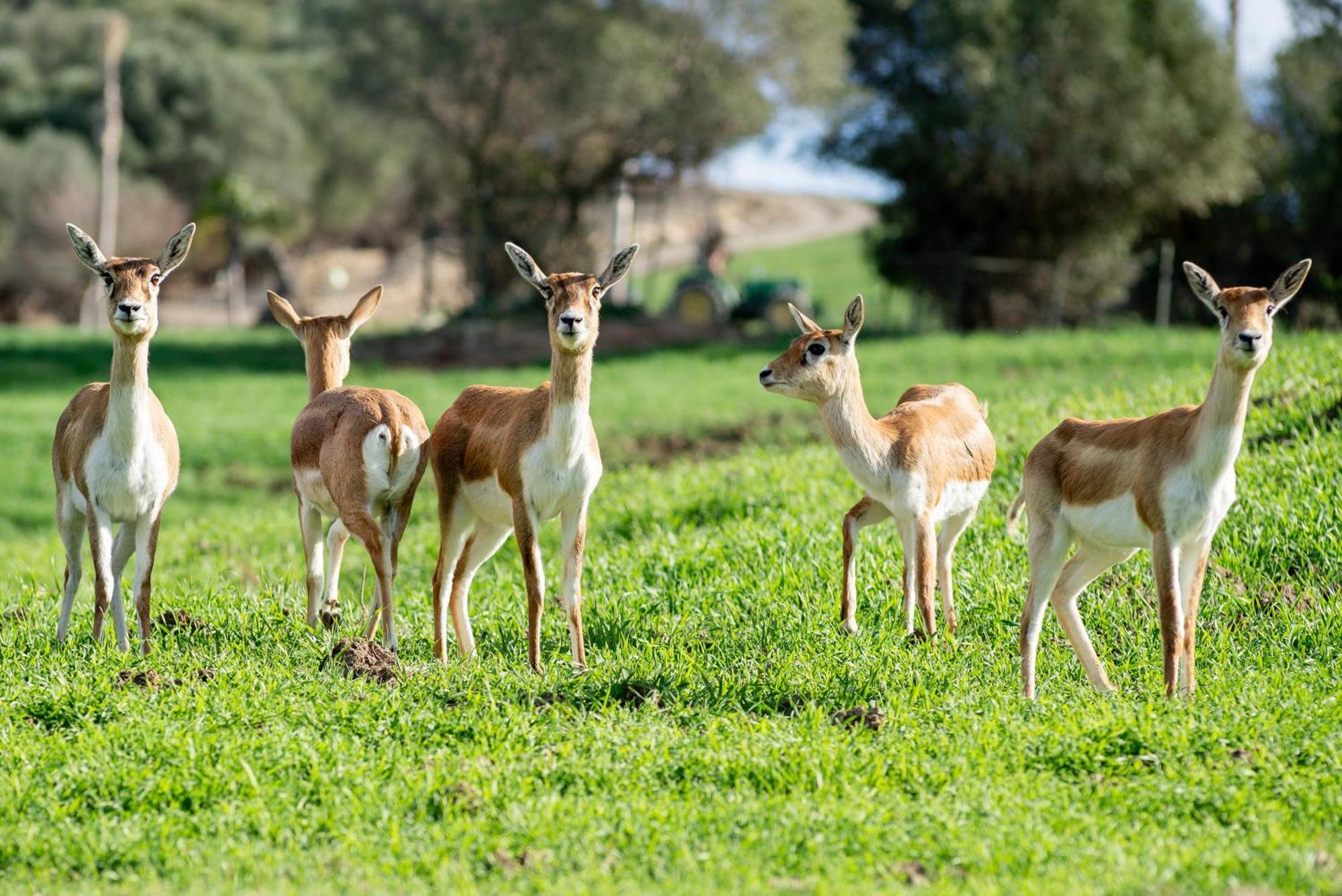 Cortijo rural las aves Villa Jimena De La Frontera Exterior photo